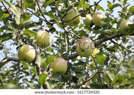An apple on an apple tree is a kind of fruit.