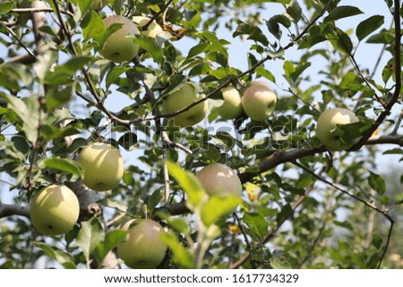 An apple on an apple tree is a kind of fruit.
