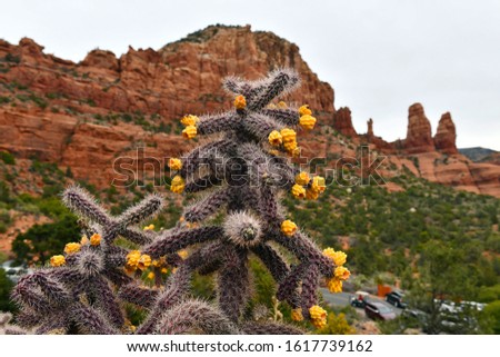 Cactus and flowers in focus with red rock background purposely blurred, Sedona Arizona