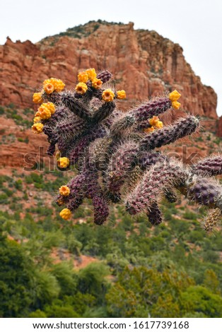 Cactus and flowers in focus with red rock background purposely blurred, Sedona Arizona