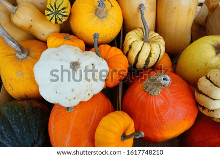 Colorful orange, yellow and white pumpkin squashes and gourds at a farmers market in winter