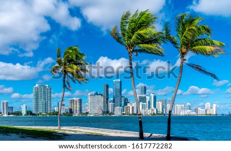 Miami skyline with palm trees