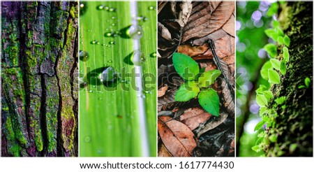 nature and plant in rain forest