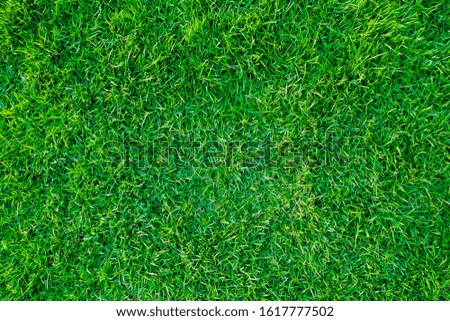 Green lawn textured  for background.