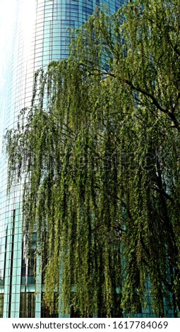 Green Tree by Tall Building