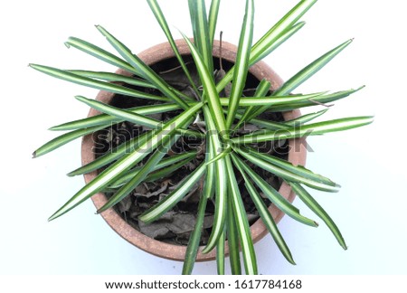 top view Chlorophytum comosum.Ornamental plants in pot