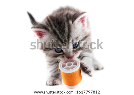 Cute kitten plays with orange sewing bobbin on white background