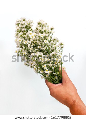 Hand holding white cutter flower bouquet on white background. Love concept. Top view.