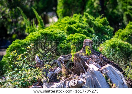 Old tree stump picture green pine background