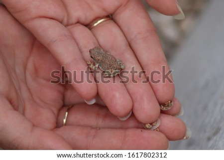 Picture of a red, polka dotted frog on a hand.