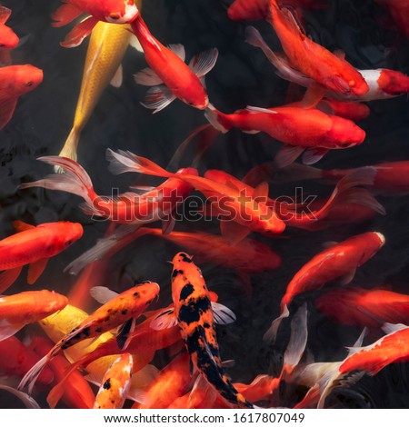 Red carp in the pond, Koi. In Asian culture and customs, it represents the mascot of good luck.