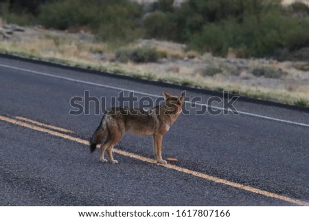 A picture of a coyote caught near Big Bend National Park.