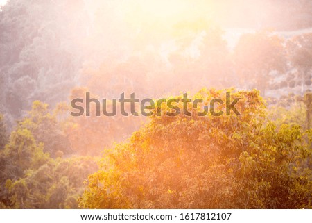 The abstract background of the light that falls out of focus against the leaves by the mountains in the evening, the beauty of nature during the day.