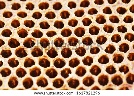 close up texture of honey bee propolis background