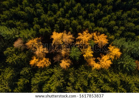 Aerial perspective of autumn forest with green and yellow colored trees.