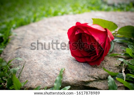 Natural beautiful red rose on a rock.For World Valentine's Day.