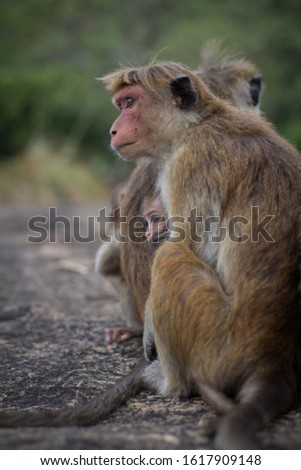 a common asian grey monkey Family sitting on a Rock mother monkey hug cuddling their cute baby monkey mother caring in Buddhist Buddha Royal Cave Temple Or Golden Temple Sri lanka