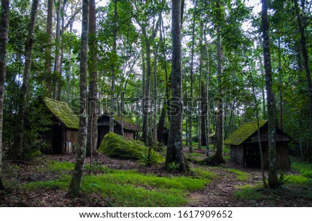 An abandoned hut in a large forest