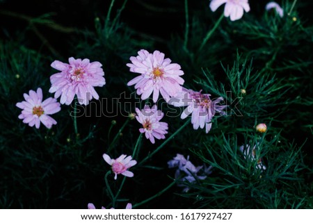 Little and small pink daisy flower