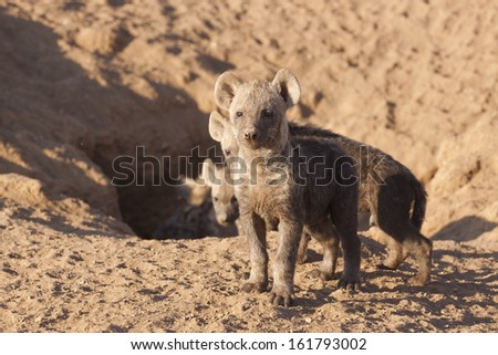 Four hyena pups venture out of their den