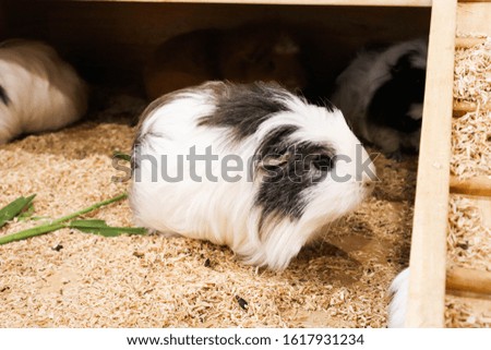 Portrait of cute guinea pig in wooden house.