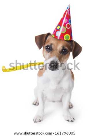 Cute dog in red party hat Designed colored circles with yellow party noise maker wishes happy birthday. White background. studio shot
