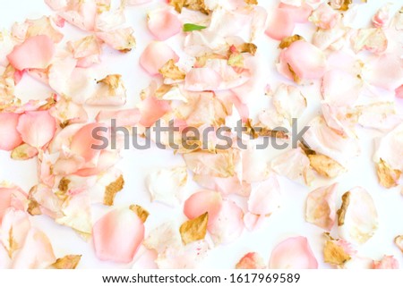 Rose petals scattered all over white background.