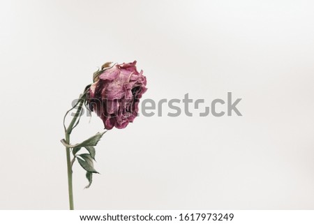 Close up side view of a single dried and withered pink rose isolated on white background, with copy space. Concept of ageing, old, vulnerable, abandon, sad, depression, death, farewell and pain. Royalty-Free Stock Photo #1617973249