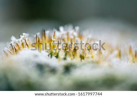 Frozen plant - MACRO - moss