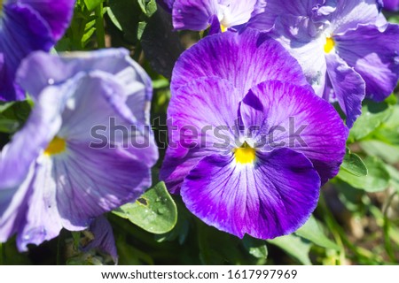 Violas or Pansies Closeup in a Garden. Gardening.