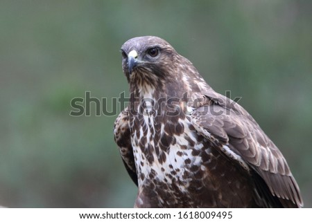 Common buzzard with the last lights of the sunset, raptor, birds, falcons, Buteo buteo