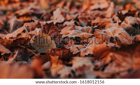 Beautiful picture nature and Leaves dry autumn