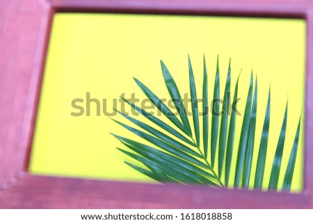 tropical nature green palm leaf in picture frame on colorful background