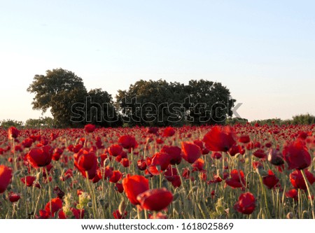 A field of red poppy flowers in the Dorset countryside 