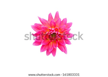 Beautiful pink yellow dahlia isolated over white 