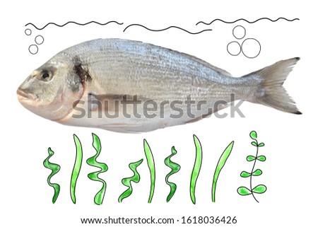Dorado fish isolated on white with hand drawing of ocean plants