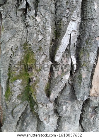 texture of poplar tree bark in the forest