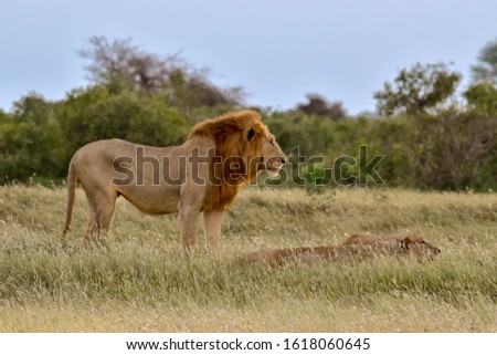 Lions in the savannah in the Tsavo East and Tsavo West National Park