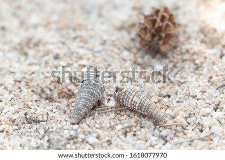 Shells are laid on sand grains at the beach, with wood chips and pine cones on the back.