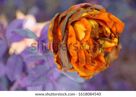 almost faded and dried up single rose in false colors,