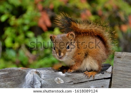 Cute little squirrel with fluffy tail and bead eyes sitting on wooden fence, green background. Picture taken in Rocky mountains in Canada.