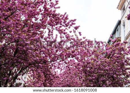 Beautiful pink cherry blossom trees, flourishing branches, bright day in Bonn, Germany. Floral romantic petal natural backdrop, botanical lifestyle concept. Delicate flowers. Selective focus.