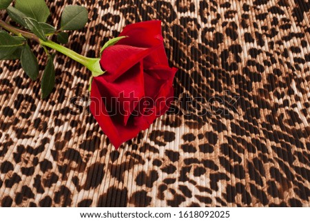 Red rose on a leopard background