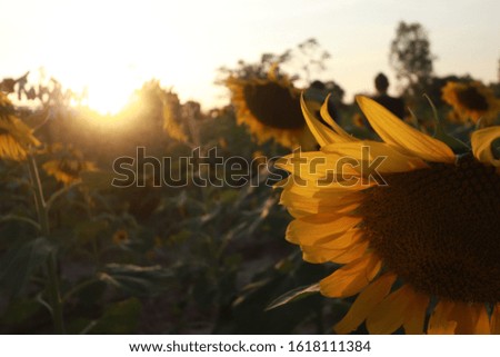 orange sunflowers in the sunflower farm at the sunset time 