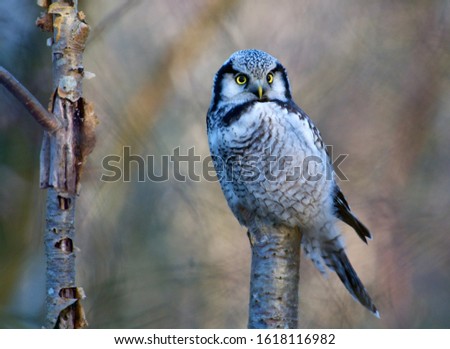 Hawk owl in a close up,Sweden