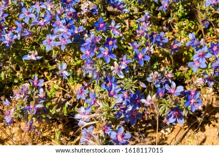 Background with colorful blue and purple narrow-leaf murage flowers