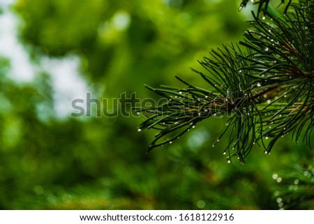 Beautiful branch of silver pine with water drops on tips of needles of Pinus parviflora Glauca on blurred background of evergreen garden. Selective focus. Original texture of natural greenery. 