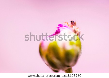 Tiny spider on the flower bud over blurry background with high noise/grainy