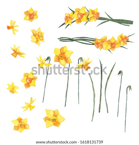 Watercolor yellow daffodil flower elements set isolated on white. Hand painted botanical objects for spring season design. Flowers, leaves, branches, composition for decoration. Clip art.
