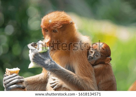 Close-up of long nose monkey, Female Proboscis Monkey or called Nasalis larvatus with her baby in hug during the feeding time
